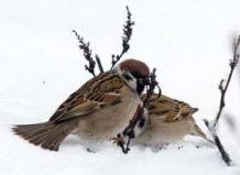 Гибель воробьев в Великобритании