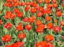 В Крыму зацвело самое большое поле тюльпанов.