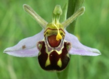 Найдены новые виды орхидей-трансформеров