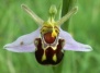 Найдены новые виды орхидей-трансформеров
