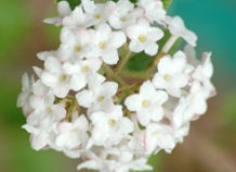 Калина Корейская специя Korean Spice Viburnum