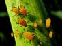 Тля Aphids