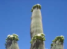 Самый большой кактус в мире