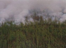 Лесной пожар на территории в Шасянь потушен