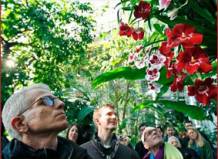 В Нью-Йорке весну встречают орхидеями