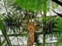 Австралийский древовидный папоротник (Cyathea Cooperi)