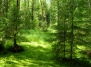 «Майбутнє лісу в твоїх руках»