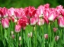 В Калининграде расцветет миллион тюльпанов