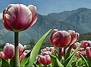Открыли шринагарский сад тюльпанов