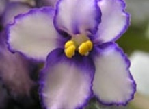 Легенда о фиалке