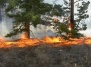 Леса, которые могут противостоять пожарам