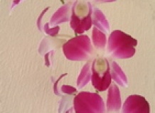 Дендробиум Dendrobium