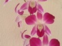 Дендробиум Dendrobium