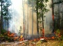 Огонь уничтожил 60 гектаров леса