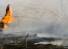 Лесной пожар возник на Афоне