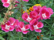 От жары в Украине зацвели экзотические растения