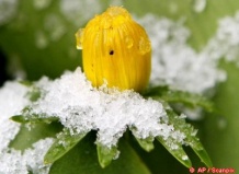 От глобального похолодания Землю спасли растения