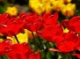Грандиозный праздник тюльпанов в Твери