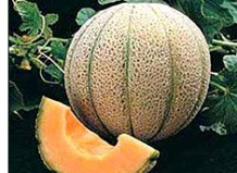 Выращивание дынь в водяном колодце