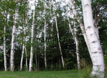 Береза белая