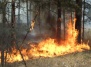 Голый поджигатель лесов Бурятии задержан!