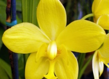 Новый сорт орхидеи