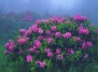 Японские ученые раскрыли секрет цветочного 