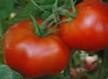 Израильтяне вернули американцам утеряный сорт томатов