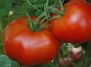 Израильтяне вернули американцам утеряный сорт томатов