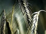 Ученый из США грозит человечеству мировым голодом: из-за грибка Ug99 может погибнуть вся пшеница