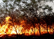Около четырех тысяч гектаров леса на Сахалине объято огнем