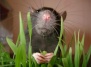 Обнаружено растение, питающееся крысами