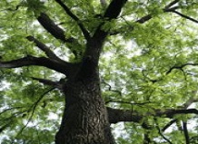 Какие деревья лучше противостоят угрозе глобального потепления?