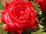 10 советов по срезке и продлению жизни роз