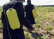 Сорняк-мутант объявил людям войну