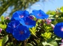 Сад в синем цвете