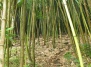 Расшифрован генетический код бамбука