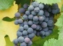 Виноград - легендарный источник веселья