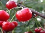 Дерево вишня в садоводстве: посадка и уход за различными сортами вишен 