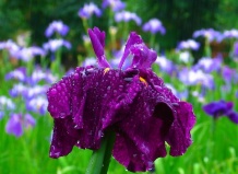 Различные сорта садового цветка ириса всех цветов радуги - ирис на Ваш Сад