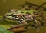 Днестр - дом для многих видов жаб, тритонов и ляшушек: от озерных до остромордых - земноводные на Ваш Сад