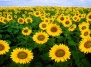 Прославленные Ван Гогом подсолнухи: солнцеликие цветы и повсеместно употребляемые семена