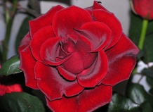 История и легенды о розах, советы по выращиванию роз 