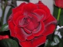 История и легенды о розах, советы по выращиванию роз 