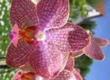 Орхидея. Цветок орхидеи.  Размножение и уход за различными сортами орхидей.