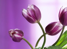 Превосходный цветок тюльпан: посадка и уход за различными сортами 