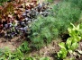 Выращивание пряных лекарственных трав на Ваш Сад