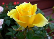 Лечебные свойства розы: от лепестков роз до розового эфирного масла на Ваш Сад