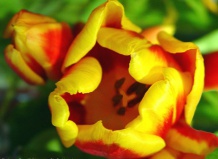 История селекции и выращивания тюльпана: от луковицы до букета 