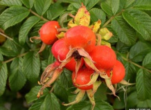 Лечебные свойства плодов и корней шиповника -